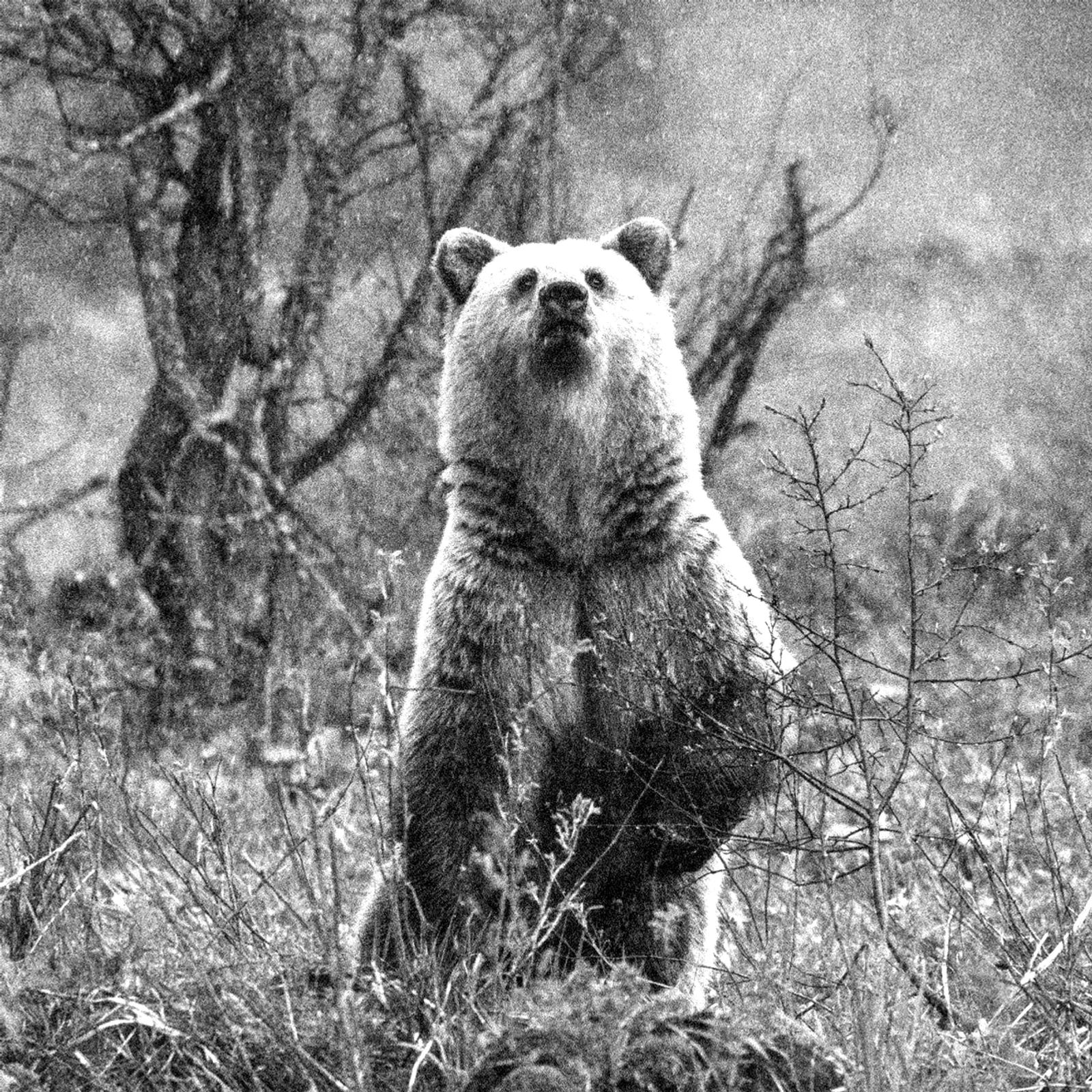 Таныш айыуҙар