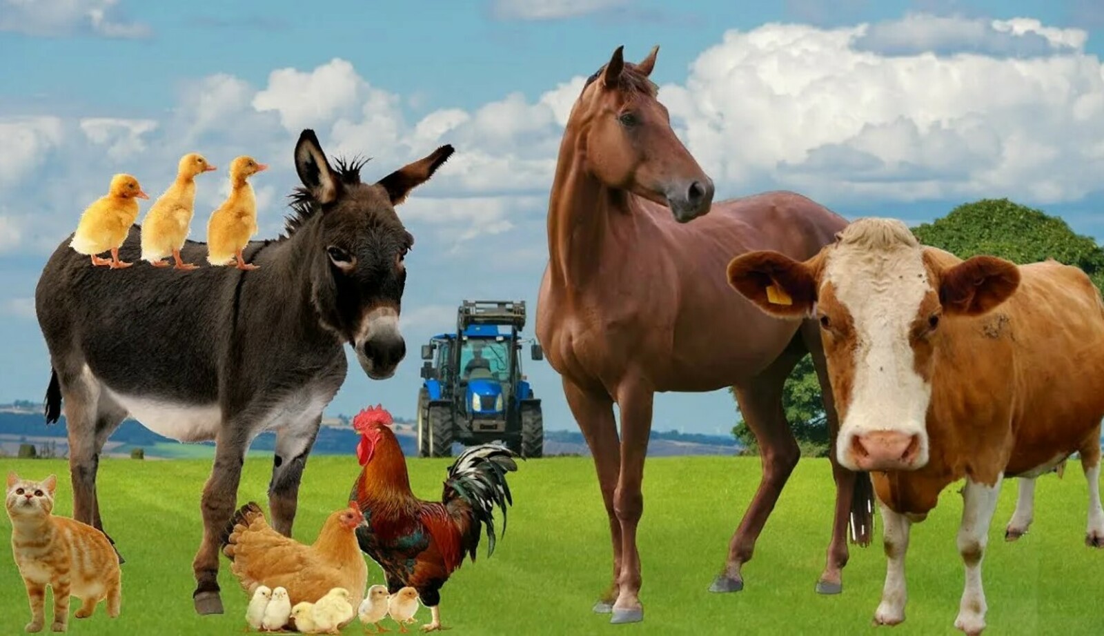 Мал тотҡанда нимәләргә иғтибар итергә?