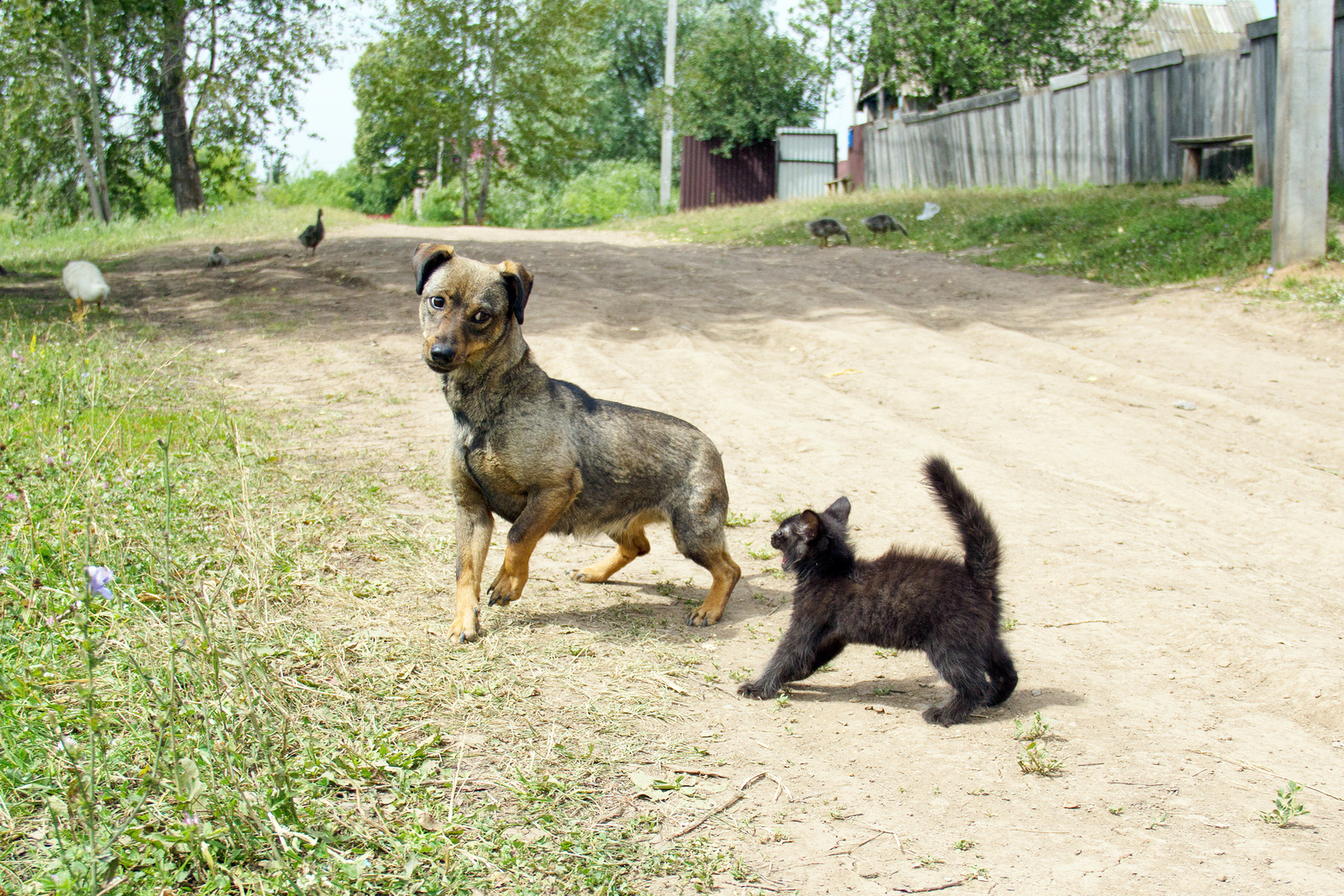 Ҡотороу - хәүефле йоғошло ауырыу