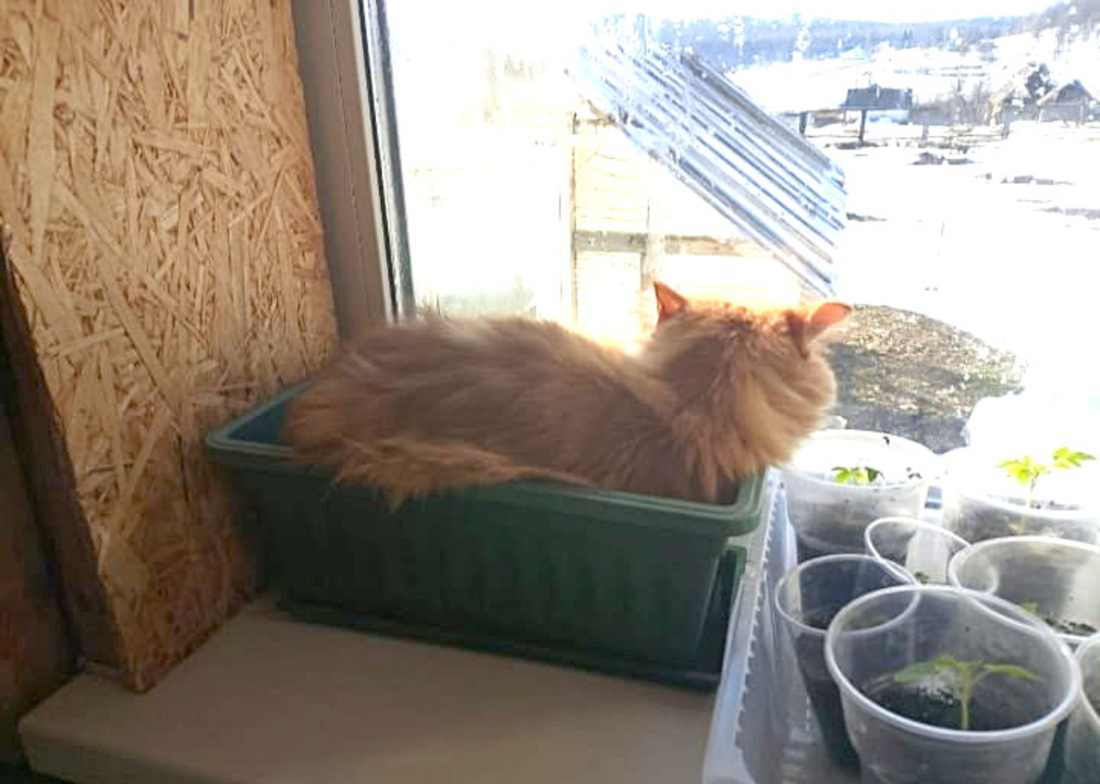 Үҫентеләр сәсә башланығыҙмы?