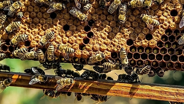 В 2022 году башкирские пчеловоды получили господдержку на 14,5 млн рублей