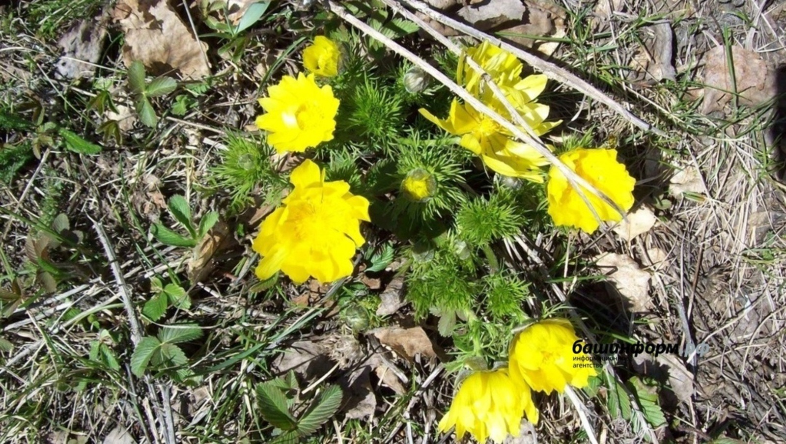 Алда ниндәй һауа торошо көтөлә?