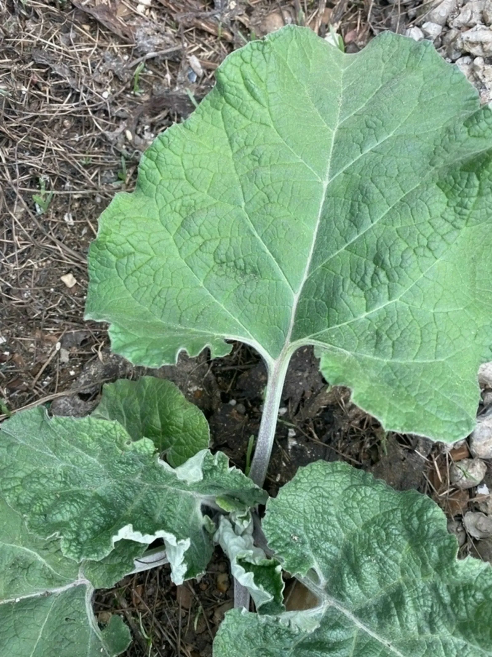 Дегәнәктең япрағының да шифаһы ҙур