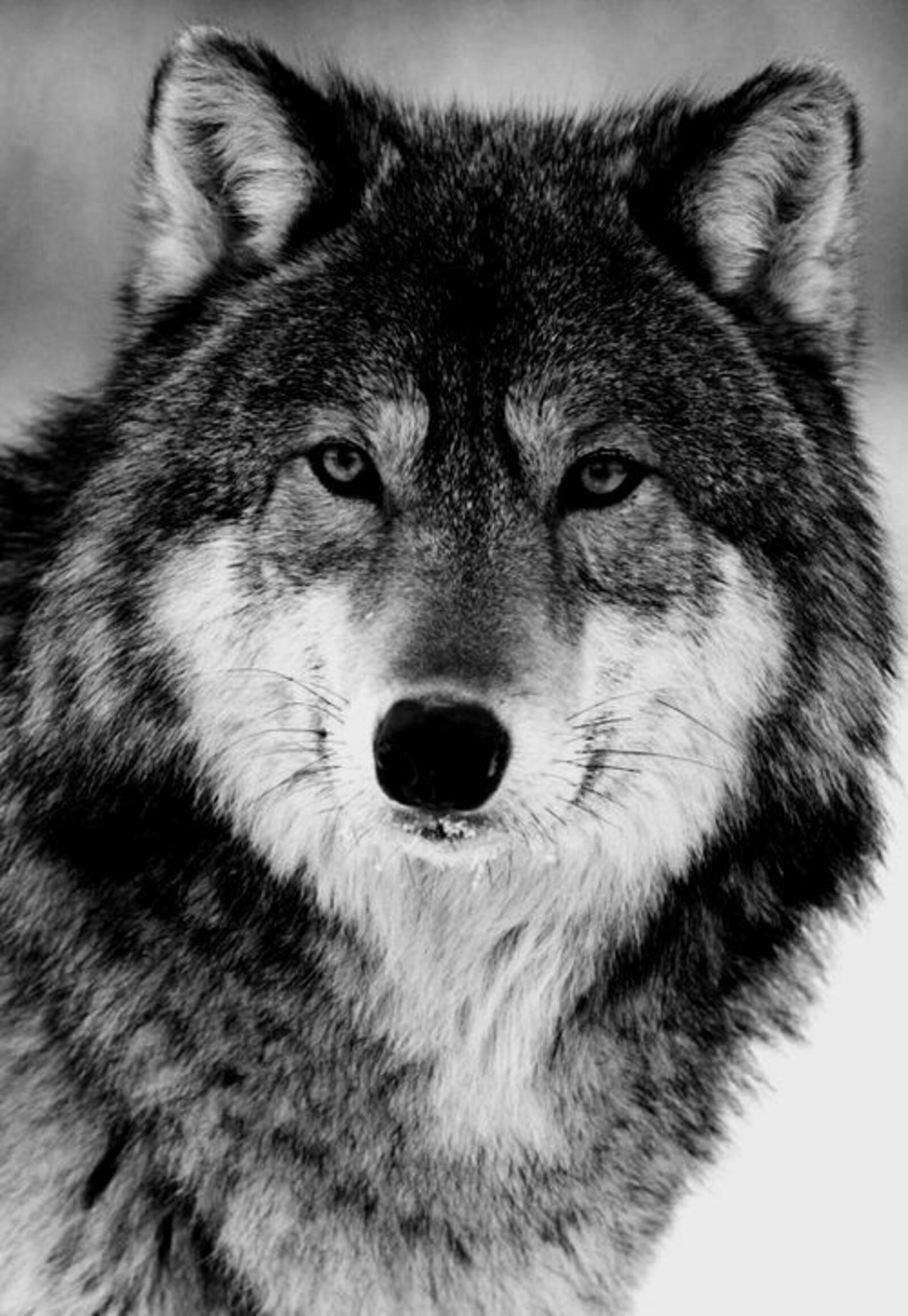 Ҡапҡан һалдым  күк бүрегә...