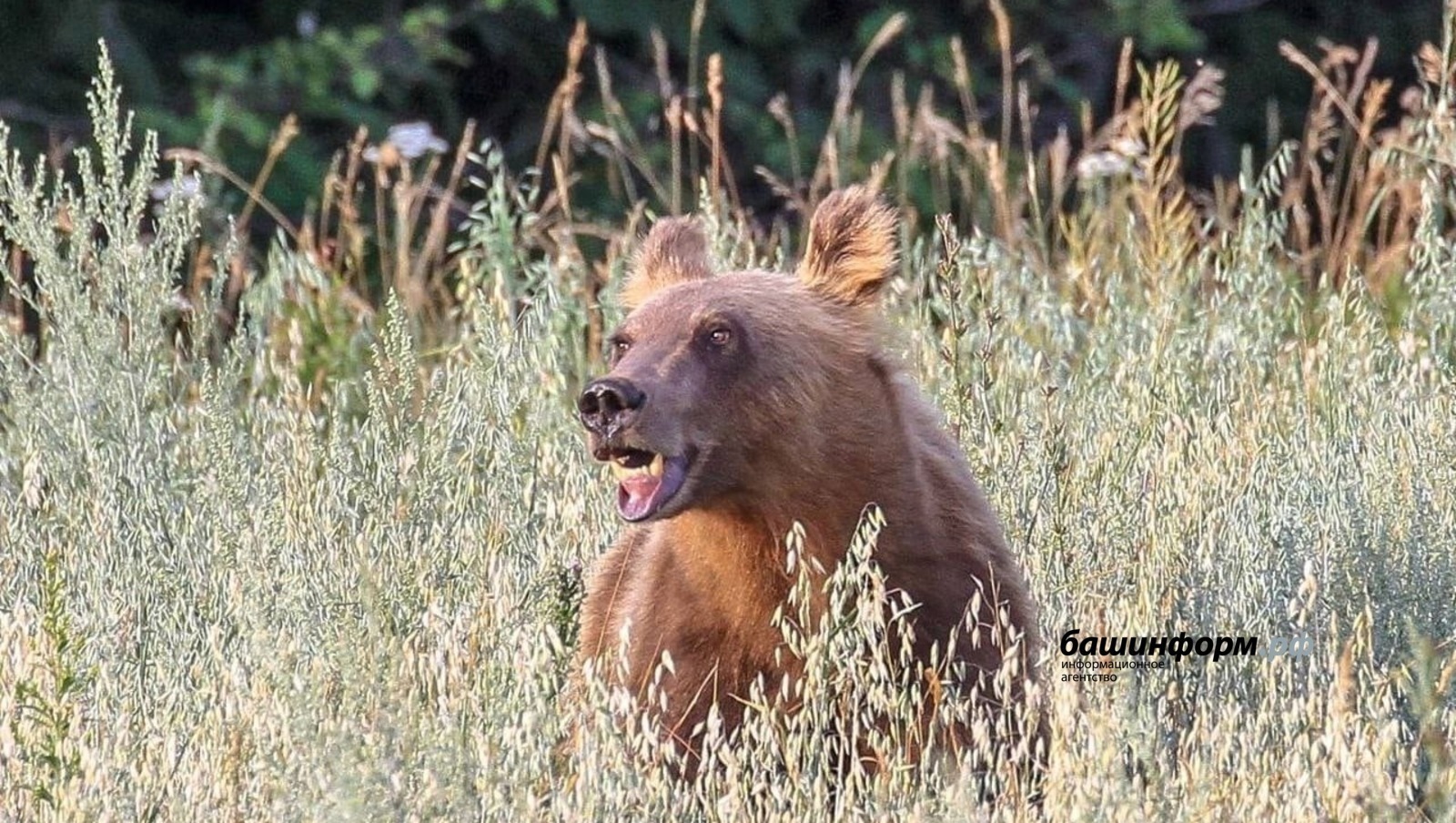 Һунарсыларға йыртҡыстарҙы аулаған өсөн аҡса түләй башлайҙар