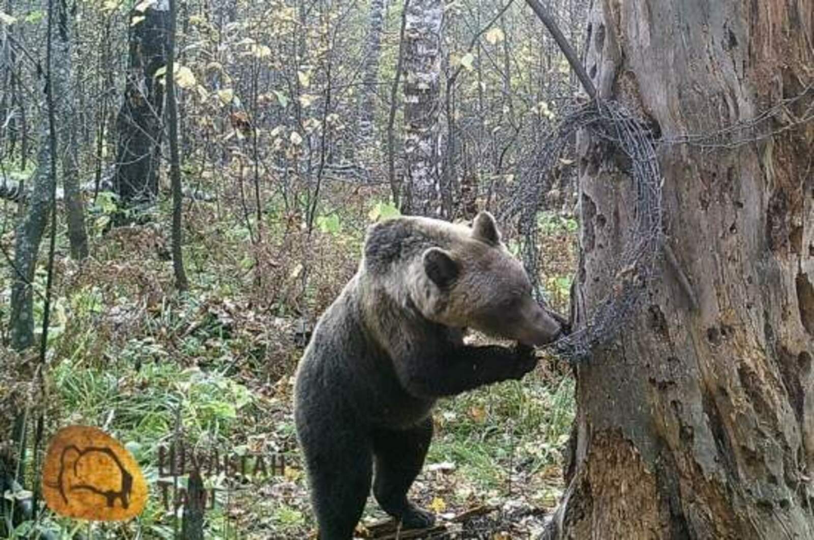 Шүлгән айыуы