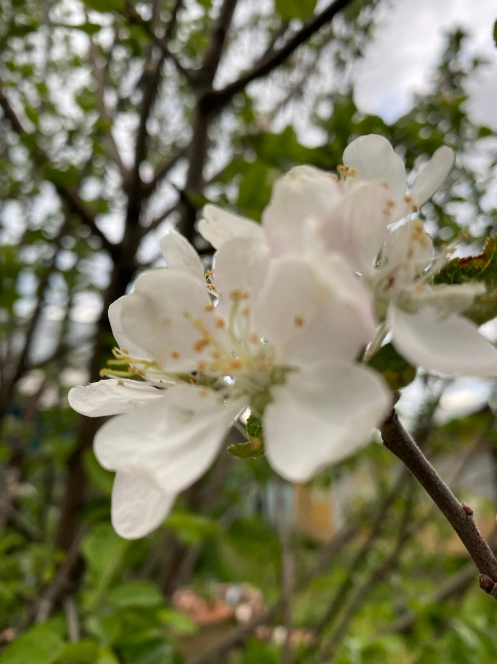 Көндәр ыңғайларға самалай, ахыры...