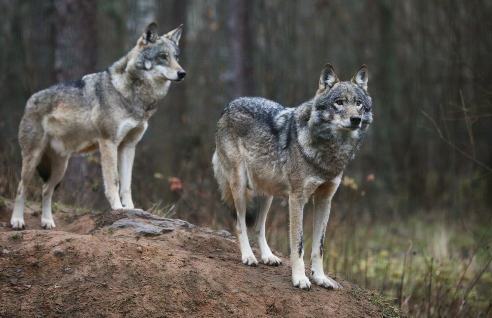 Таяҡ менән – бүрегә ҡаршы