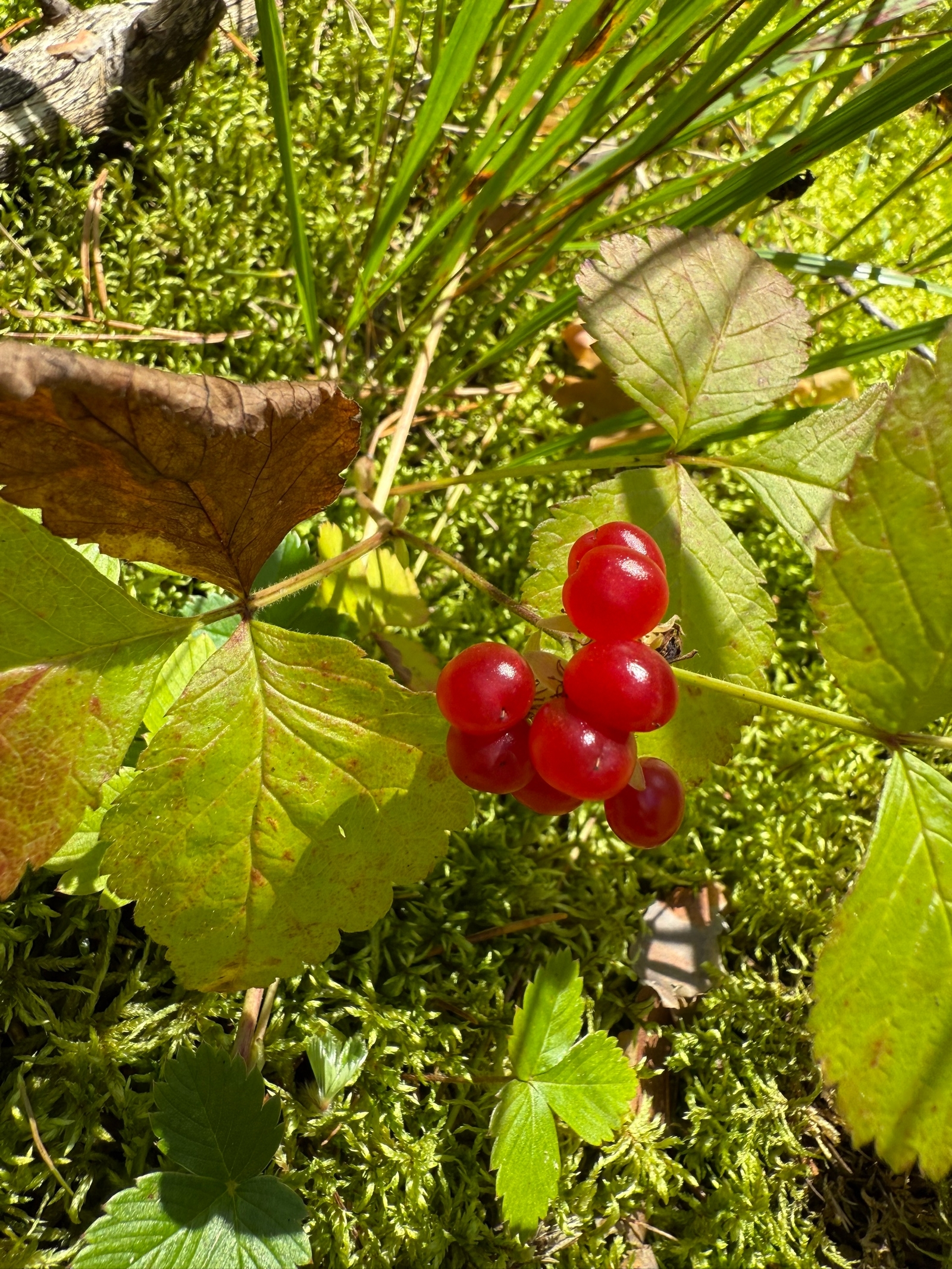 Бөрлөгәндең дә иҫәбен алалар. Ни өсөн?