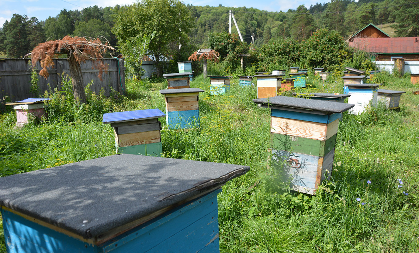 Тоҡомдары менән ҡортсолар