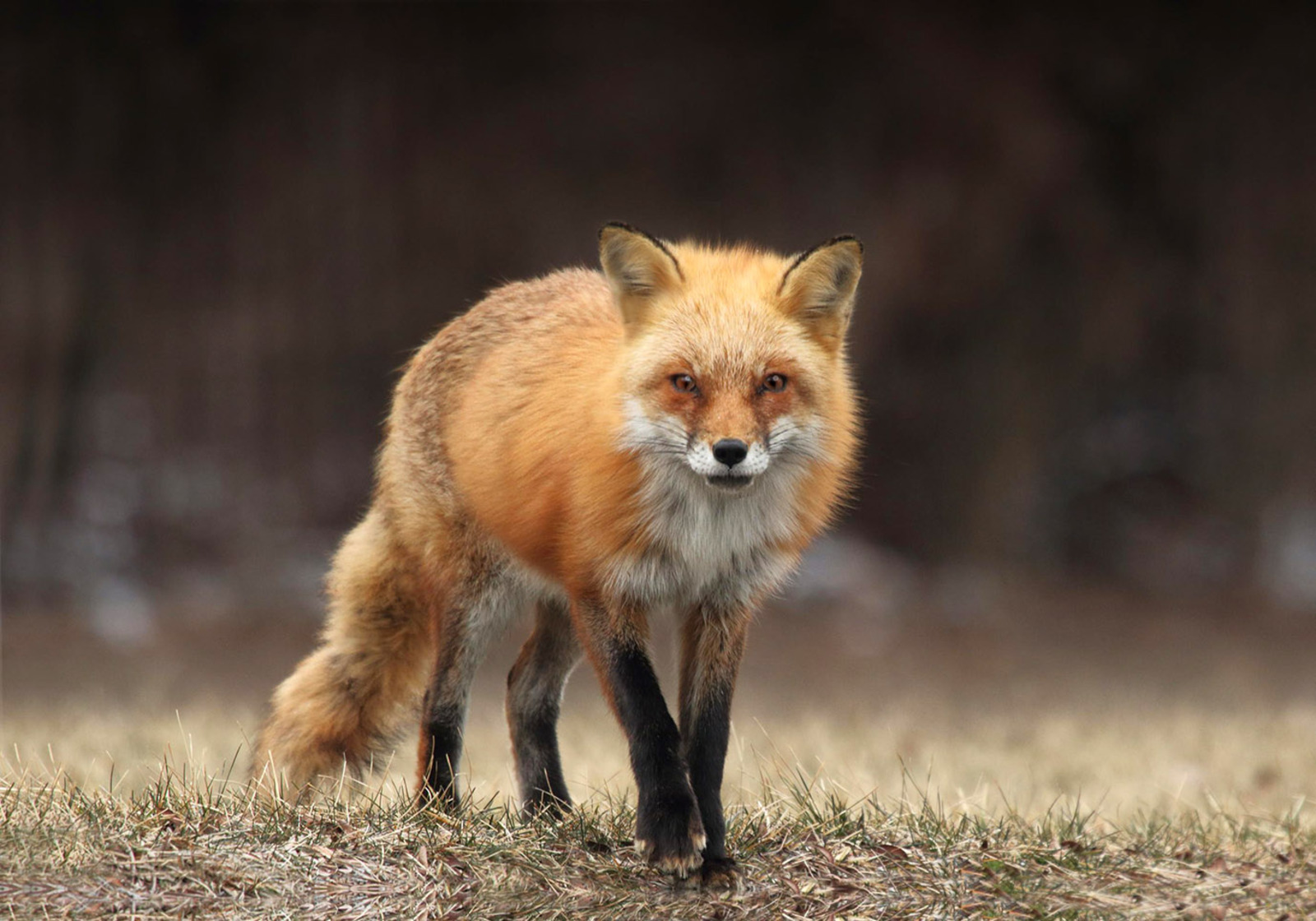 Төлкө... 18 һыйырҙың башына етә