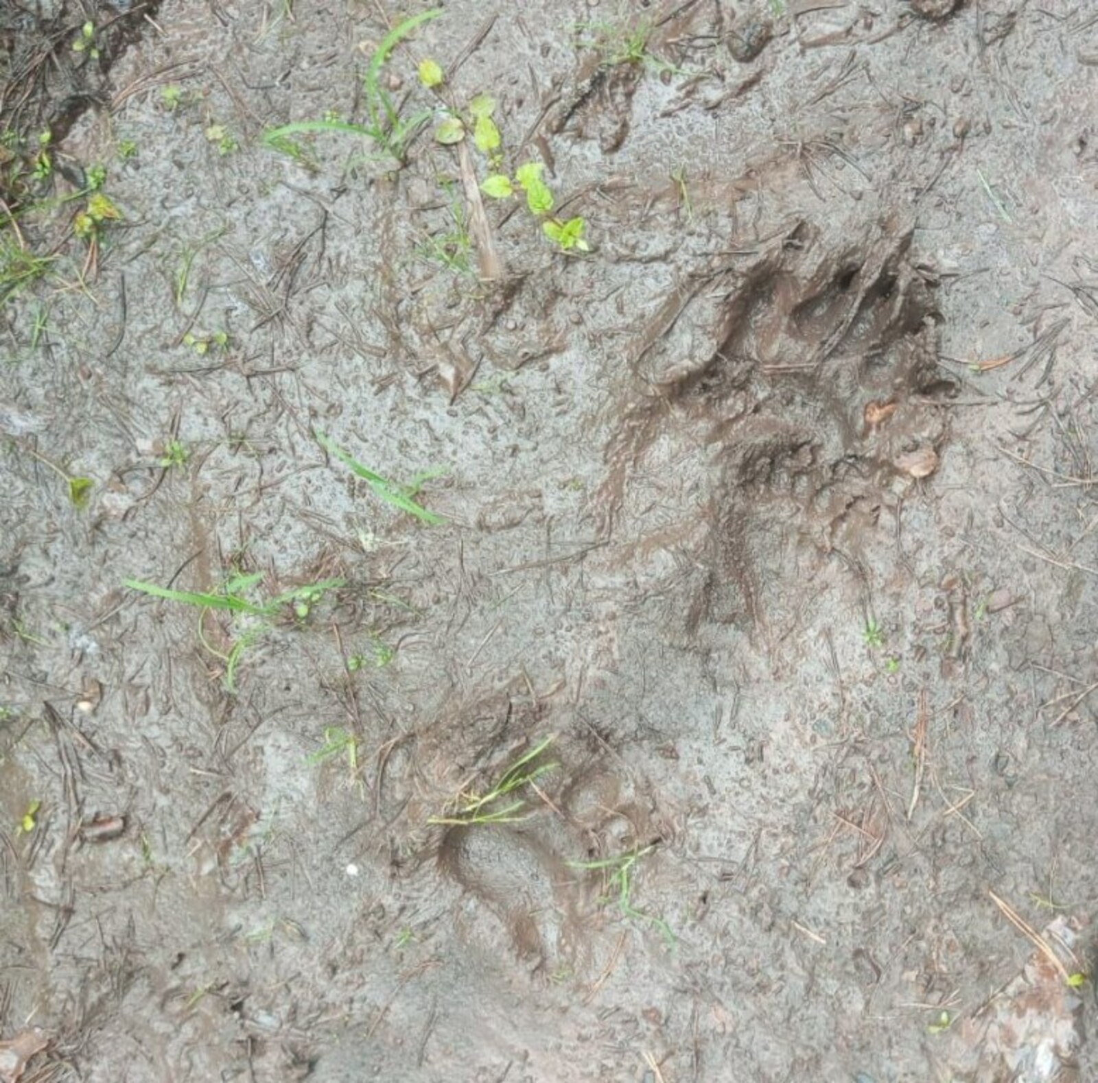 “Шүлгән-Таш” ҡурсаулығында нисә айыу йәшәй?