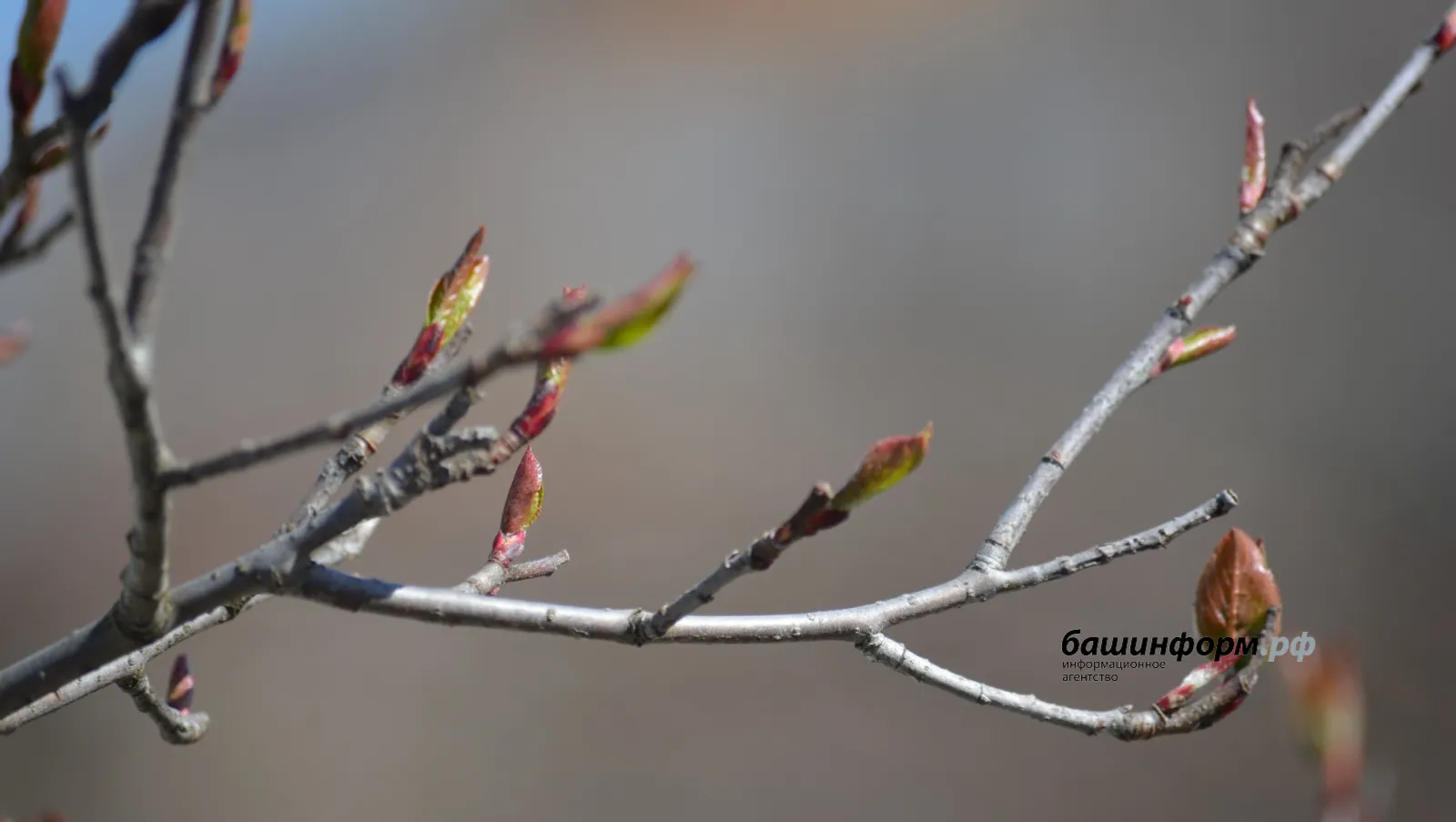 Һыуыта, тиҙәр. Нисә градусҡа ҡәҙәр икән?