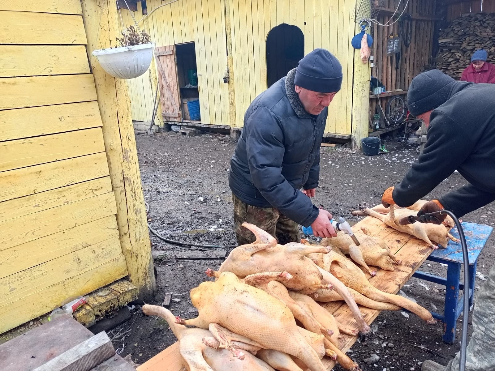 Ҡаҙ өмәләре – тырышлыҡ-муллыҡ күрһәткесе ул!