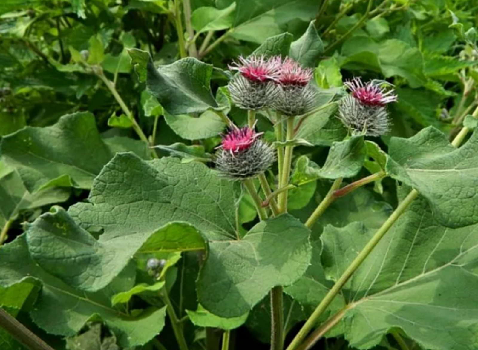 Дегәнәк (Хикәйә)  Шакир ЯНБАЕВ