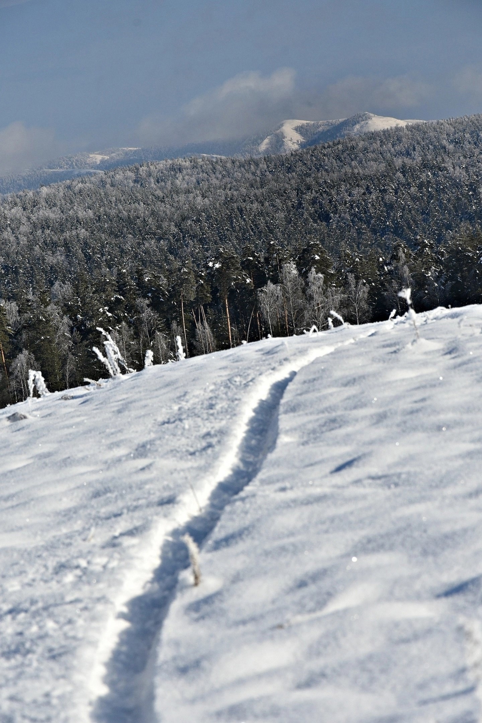 Февраль айына һынамыштар