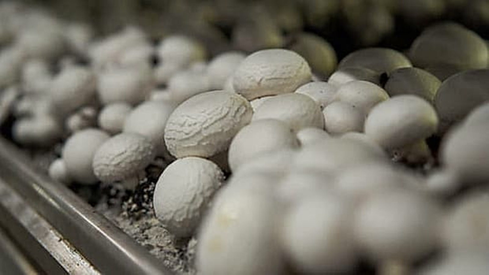 Грант «Агростартап» помог башкирскому предпринимателю развить «грибное дело»