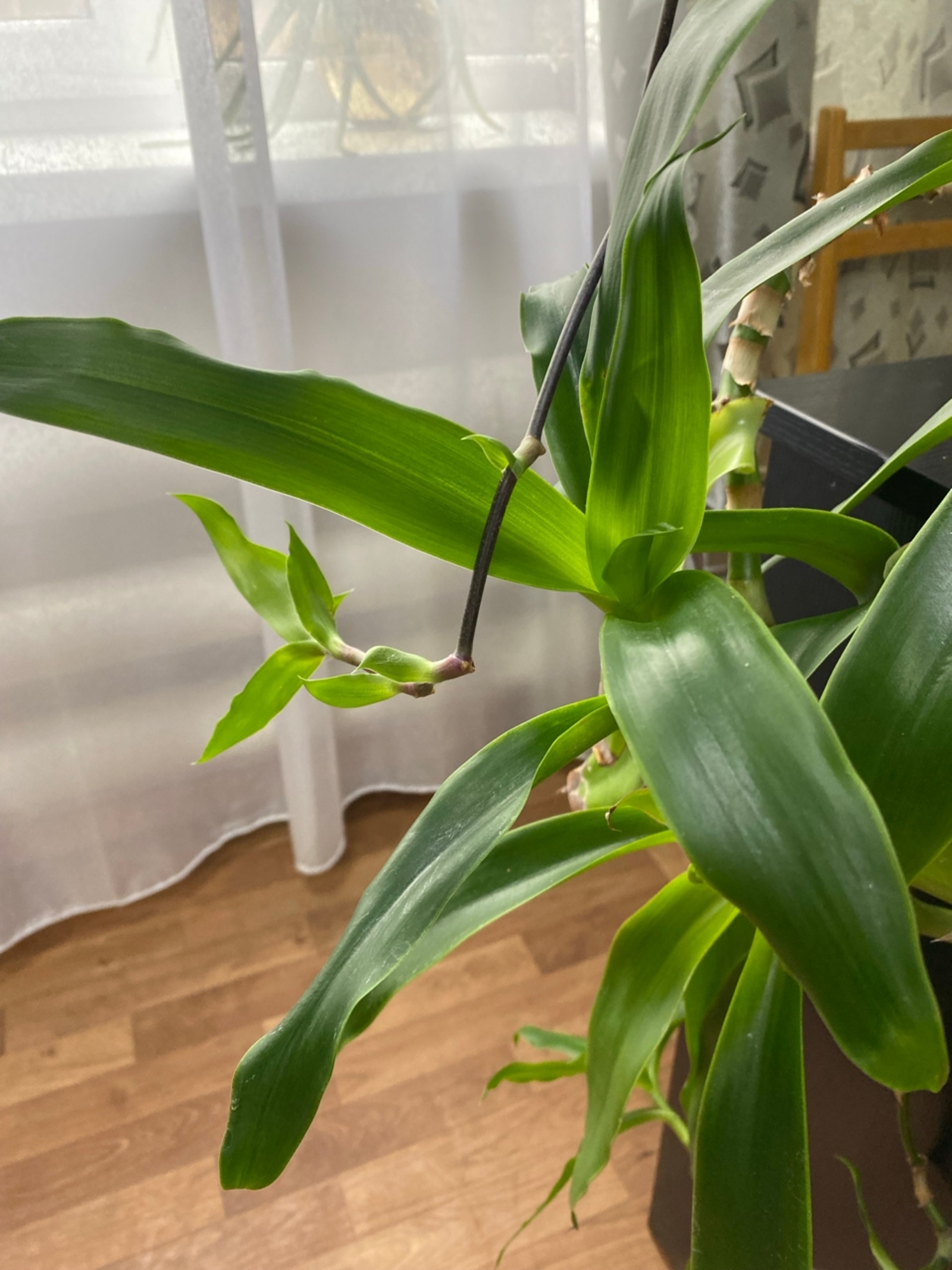 Алтын мыйыҡ шифалы гөл